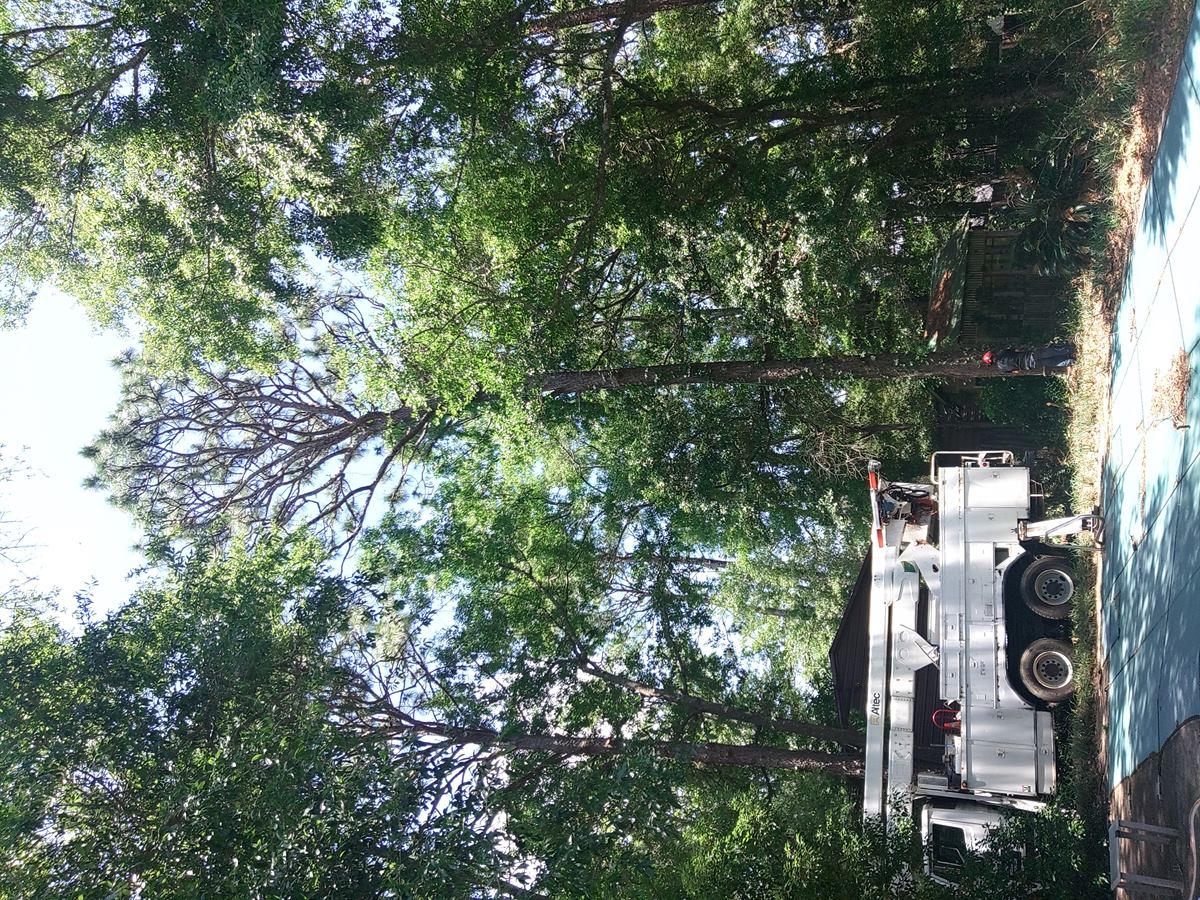 Tree service crew performing a controlled pine tree removal near a Mobile area home